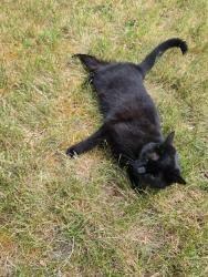 Lost Female Cat last seen Above the wetlands off TV Hwy., Hillsboro, OR 97123