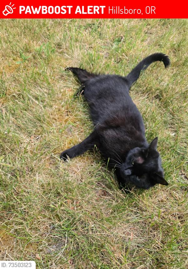 Lost Female Cat last seen Above the wetlands off TV Hwy., Hillsboro, OR 97123