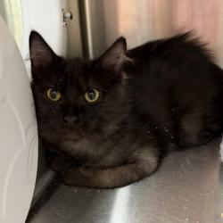 Shelter Stray Male Cat last seen , 8020 Washington St, Port Richey, FL 34668, USA