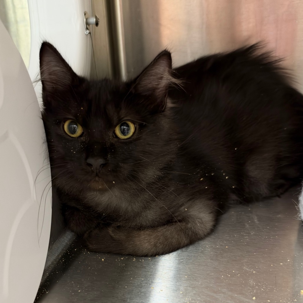 Shelter Stray Male Cat last seen , 8020 Washington St, Port Richey, FL 34668, USA