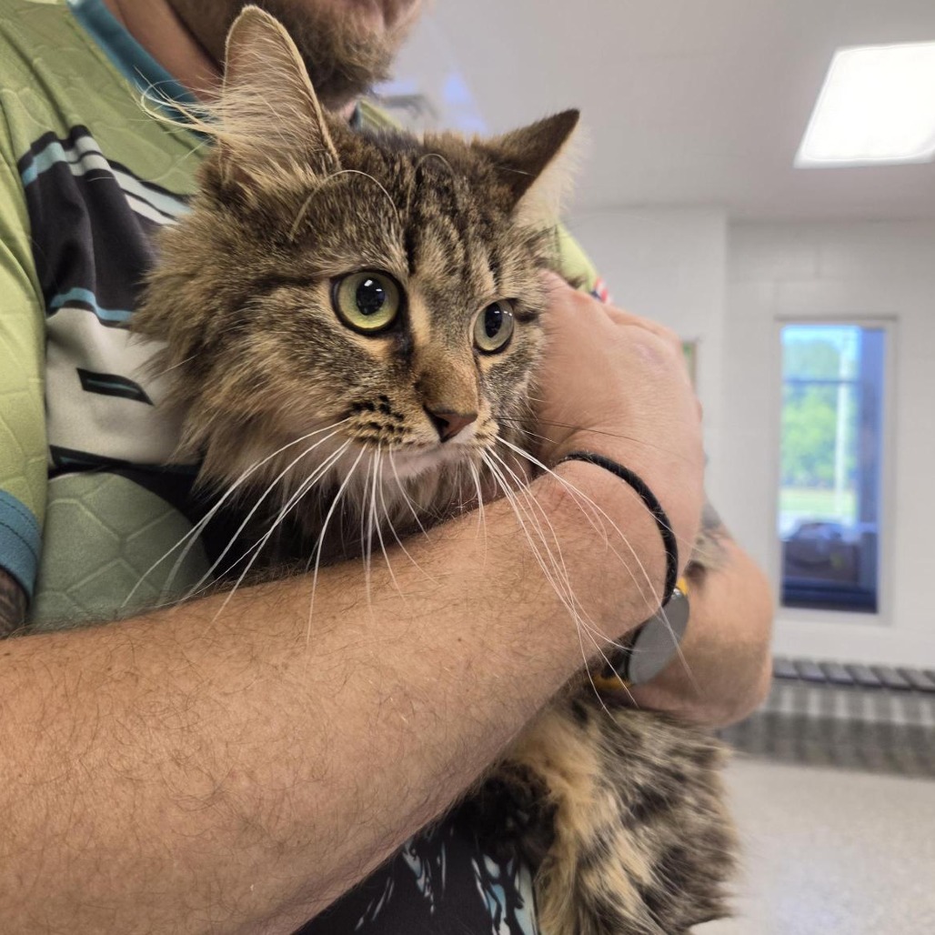 Shelter Stray Female Cat last seen , 244 Georgetown Rd, Jacksonville, NC 28540, USA
