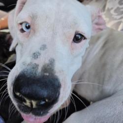 Shelter Stray Unknown Dog last seen , 244 Georgetown Rd, Jacksonville, NC 28540, USA