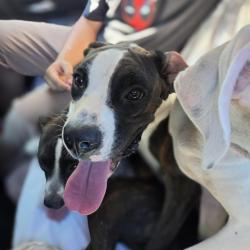 Shelter Stray Unknown Dog last seen , 244 Georgetown Rd, Jacksonville, NC 28540, USA