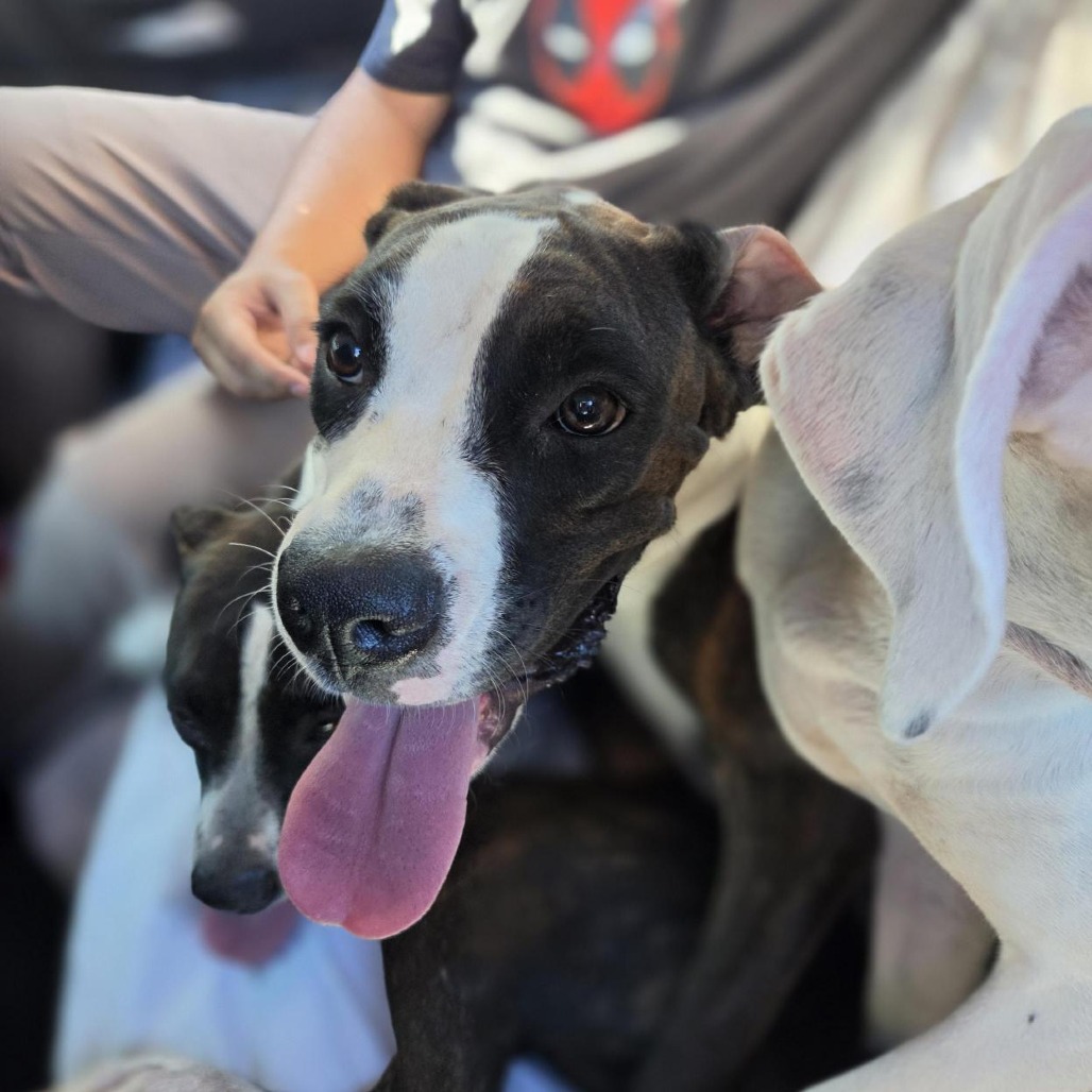 Shelter Stray Unknown Dog last seen , 244 Georgetown Rd, Jacksonville, NC 28540, USA