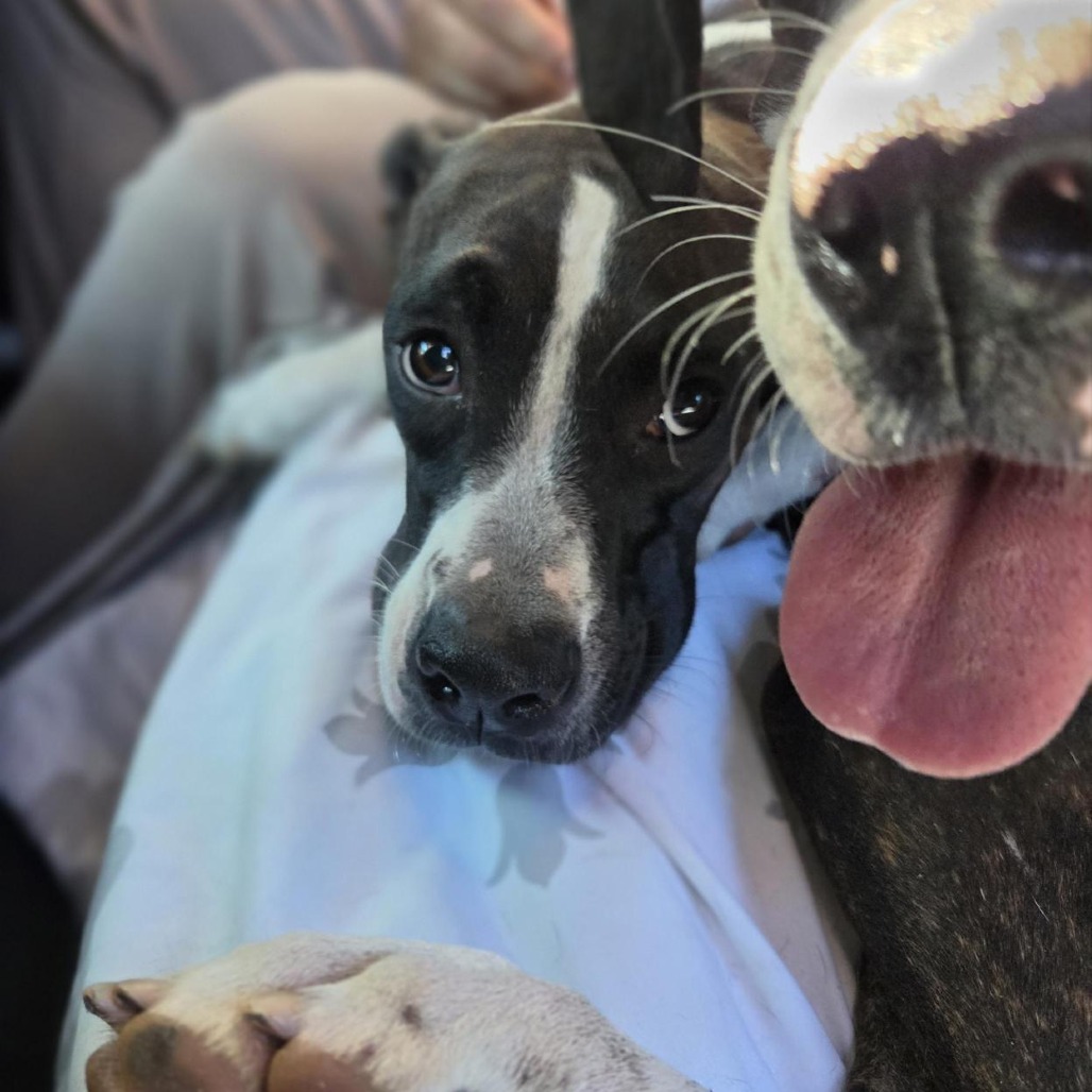 Shelter Stray Unknown Dog last seen , 244 Georgetown Rd, Jacksonville, NC 28540, USA