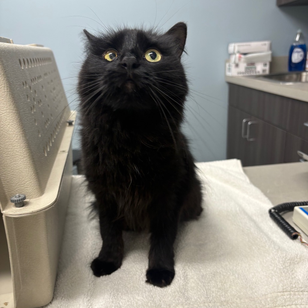 Shelter Stray Female Cat last seen , 1013 Garfield St, Oak Park, IL 60304, USA