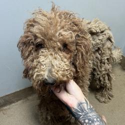 Shelter Stray Male Dog last seen , 4500 N Access Rd, Chattanooga, TN 37415, USA