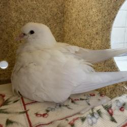 Shelter Stray Unknown Other last seen , 361 S Raymond Ave, Pasadena, CA 91105, USA