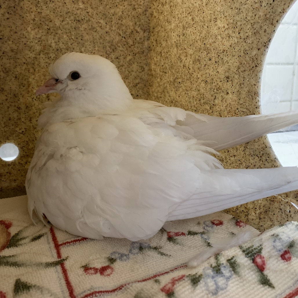 Shelter Stray Unknown Other last seen , 361 S Raymond Ave, Pasadena, CA 91105, USA