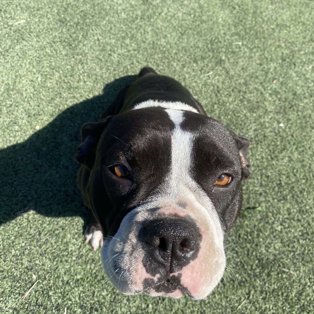 Shelter Stray Female Dog last seen , 2350 Appling City Cove, Memphis, TN 38133, USA