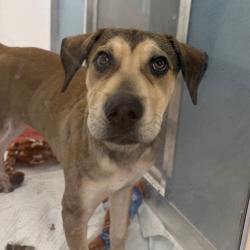 Shelter Stray Male Dog last seen , 3607 N Armenia Ave, Tampa, FL 33607, USA