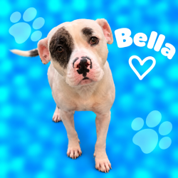 Shelter Stray Female Dog last seen , 2350 Appling City Cove, Memphis, TN 38133, USA