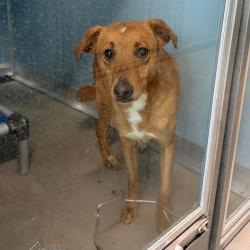 Shelter Stray Female Dog last seen , 3607 N Armenia Ave, Tampa, FL 33607, USA