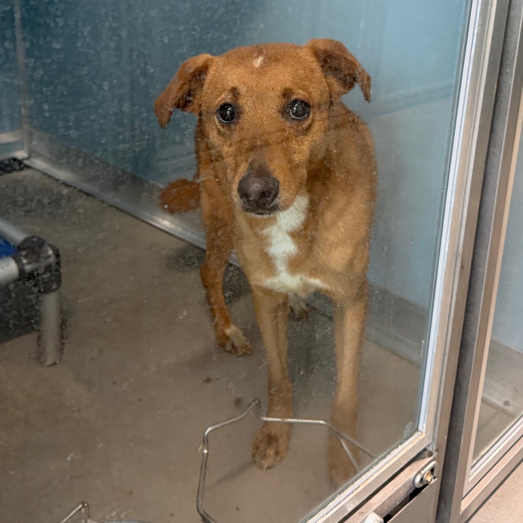 Shelter Stray Female Dog last seen , 3607 N Armenia Ave, Tampa, FL 33607, USA