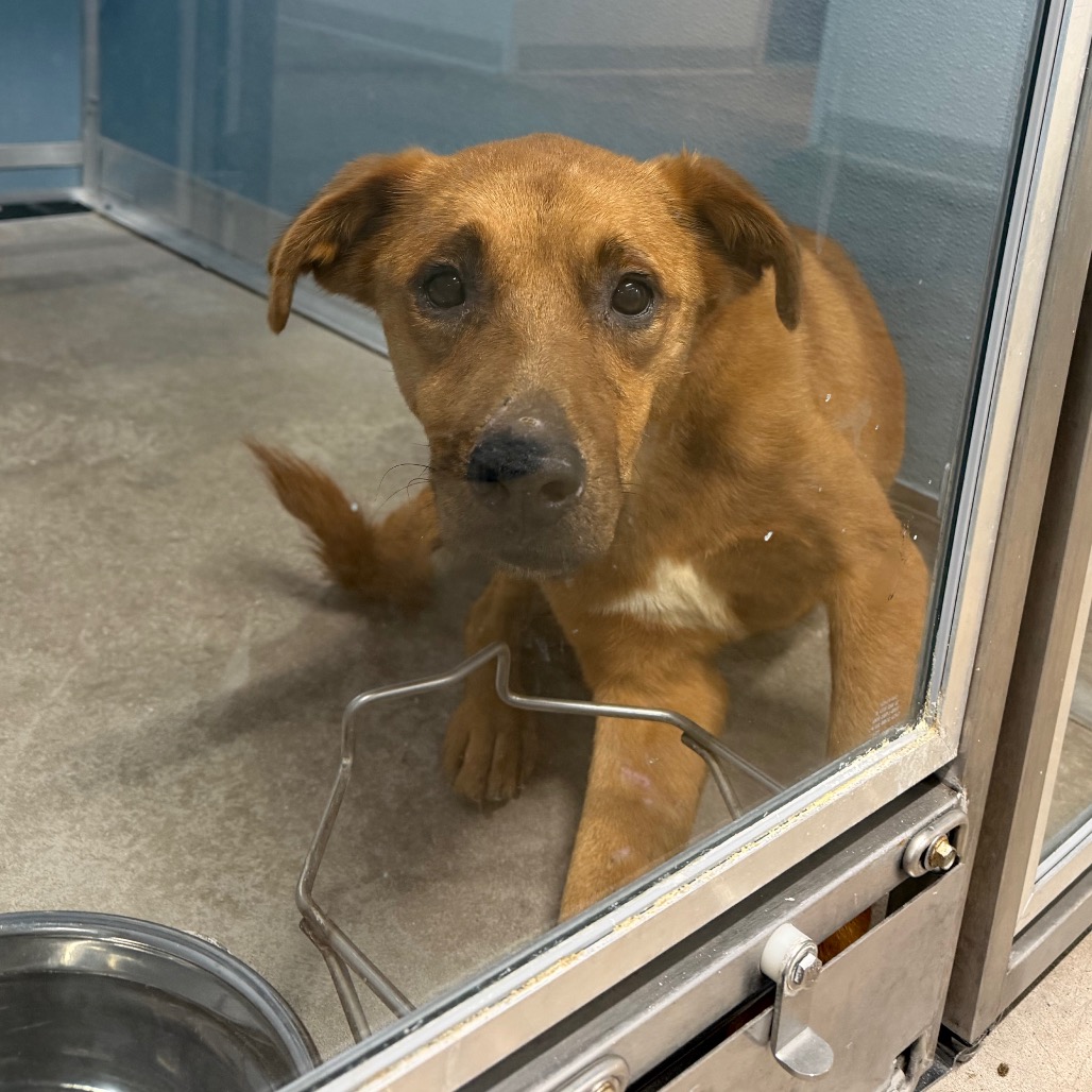 Shelter Stray Male Dog last seen , 3607 N Armenia Ave, Tampa, FL 33607, USA