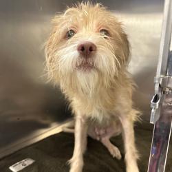 Shelter Stray Female Dog last seen , Animal Care & Control Team of Philly, 111 W Hunting Park Ave, Philadelphia, PA 19140, USA