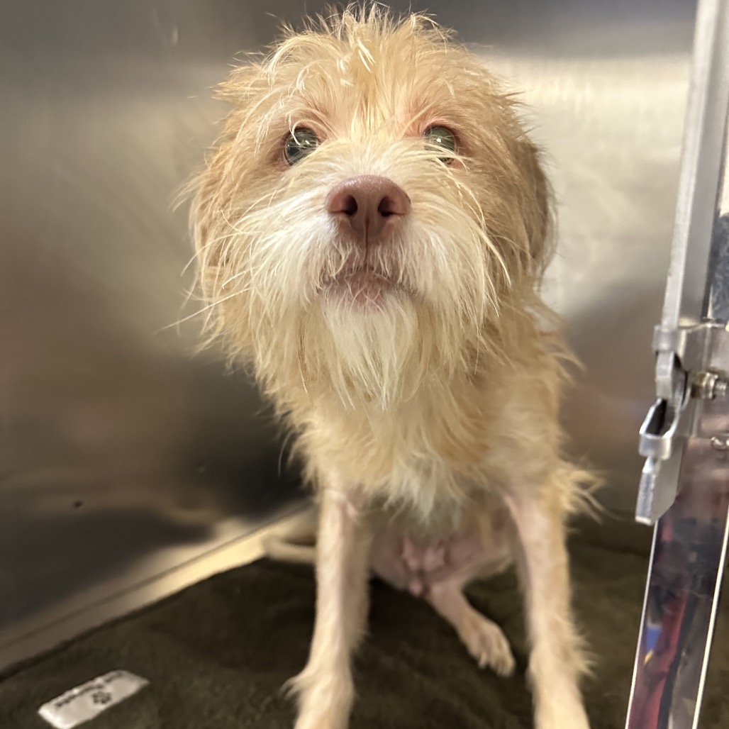 Shelter Stray Female Dog last seen , Animal Care & Control Team of Philly, 111 W Hunting Park Ave, Philadelphia, PA 19140, USA