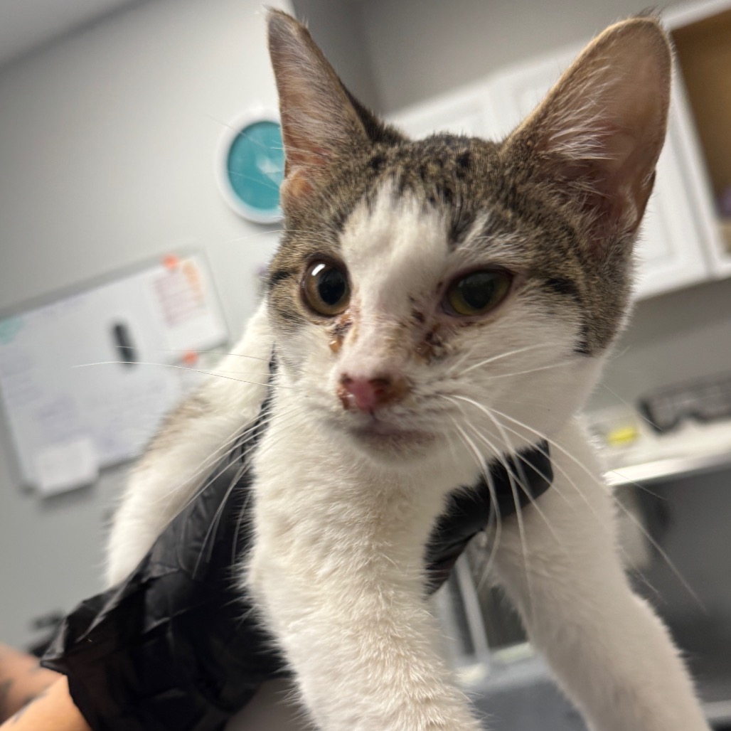 Shelter Stray Female Cat last seen , 328 Furman Hall Rd, Greenville, SC 29609, USA