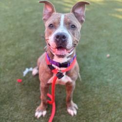 Shelter Stray Male Dog last seen , Animal Care & Control Team of Philly, 111 W Hunting Park Ave, Philadelphia, PA 19140, USA