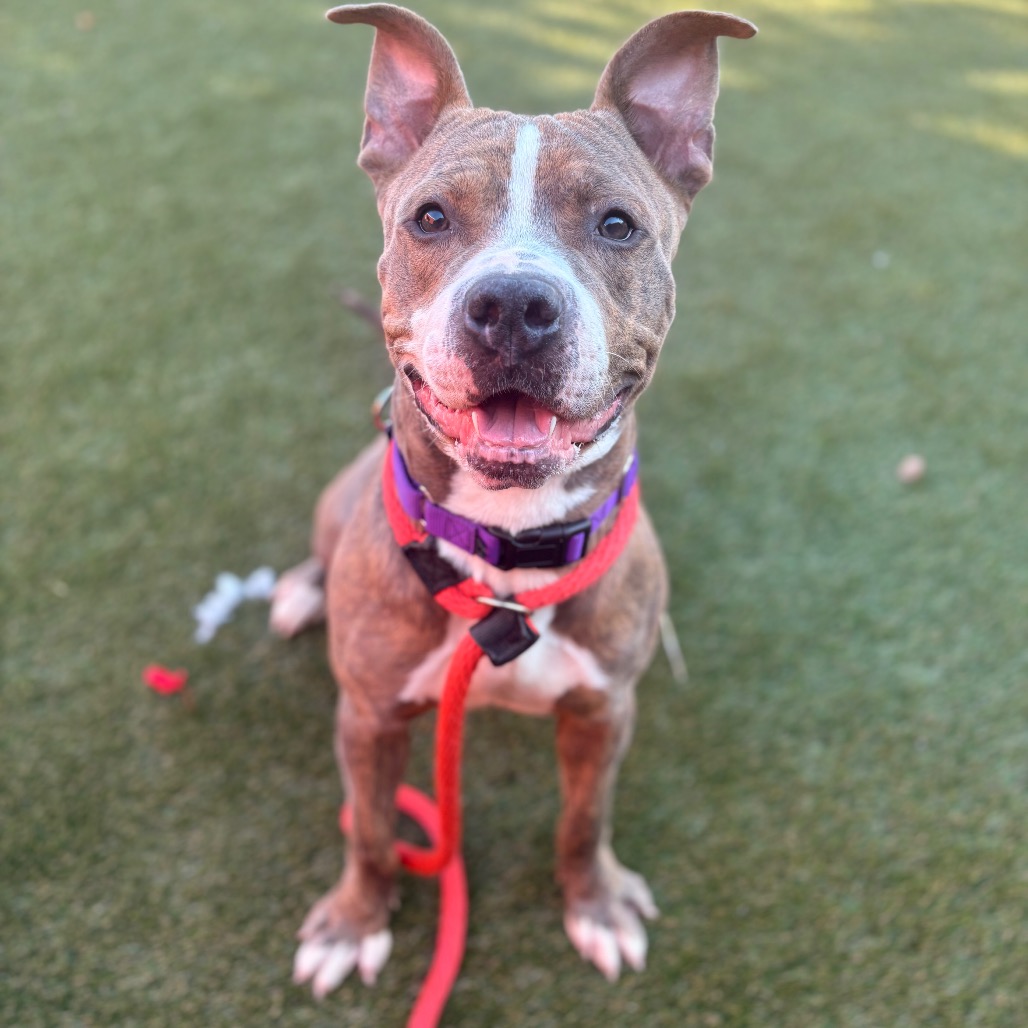 Shelter Stray Male Dog last seen , Animal Care & Control Team of Philly, 111 W Hunting Park Ave, Philadelphia, PA 19140, USA