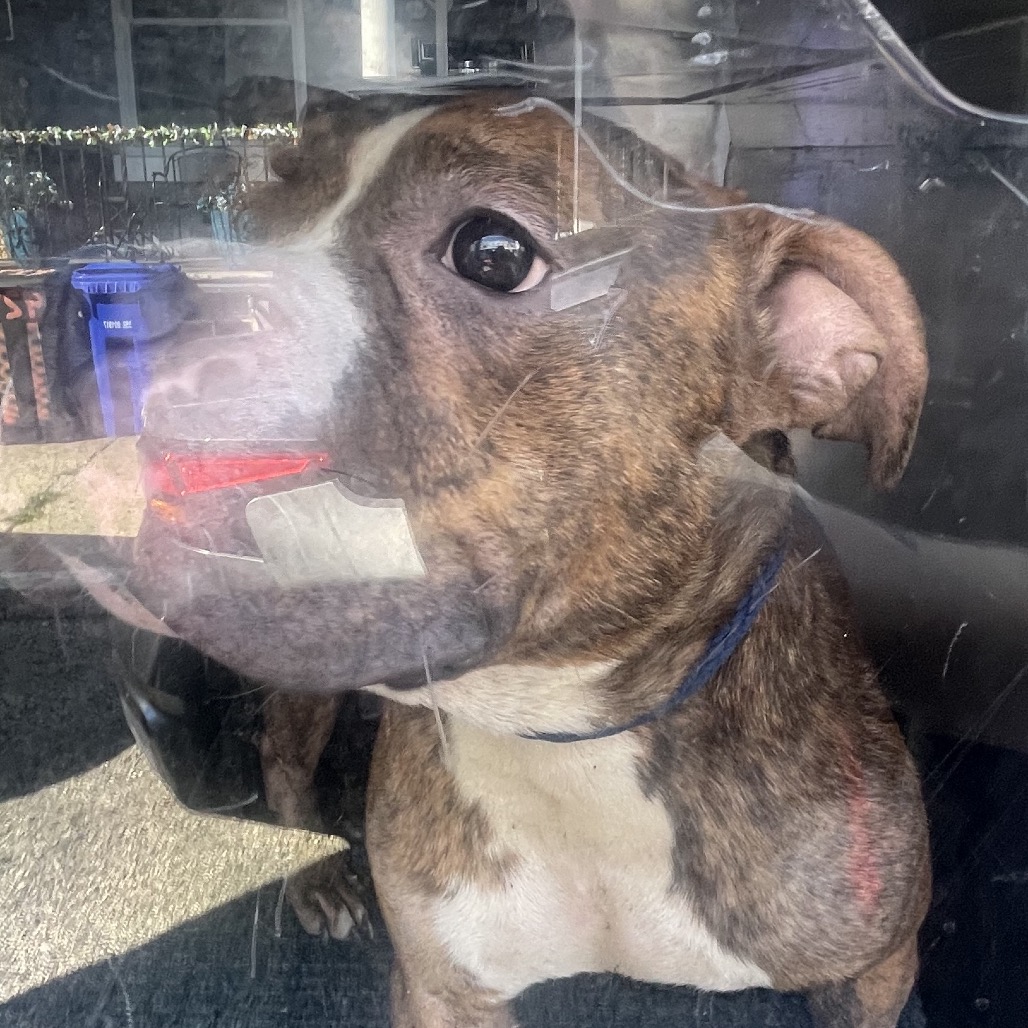 Shelter Stray Male Dog last seen , Animal Care & Control Team of Philly, 111 W Hunting Park Ave, Philadelphia, PA 19140, USA
