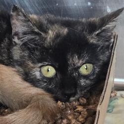 Shelter Stray Female Cat last seen , 124 Evergreen Ave, Newark, NJ 07114, USA