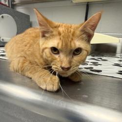 Shelter Stray Male Cat last seen , 328 Furman Hall Rd, Greenville, SC 29609, USA