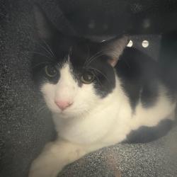 Shelter Stray Male Cat last seen , 328 Furman Hall Rd, Greenville, SC 29609, USA