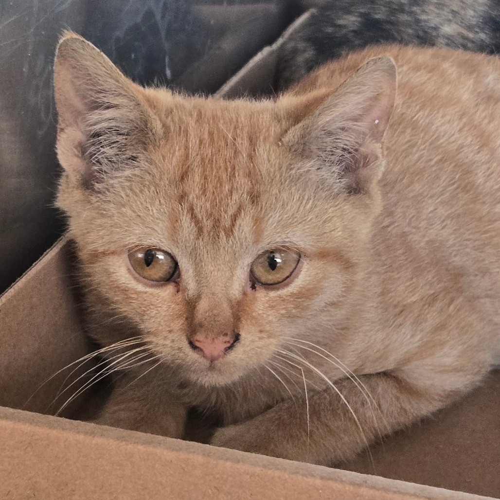 Shelter Stray Male Cat last seen , 124 Evergreen Ave, Newark, NJ 07114, USA