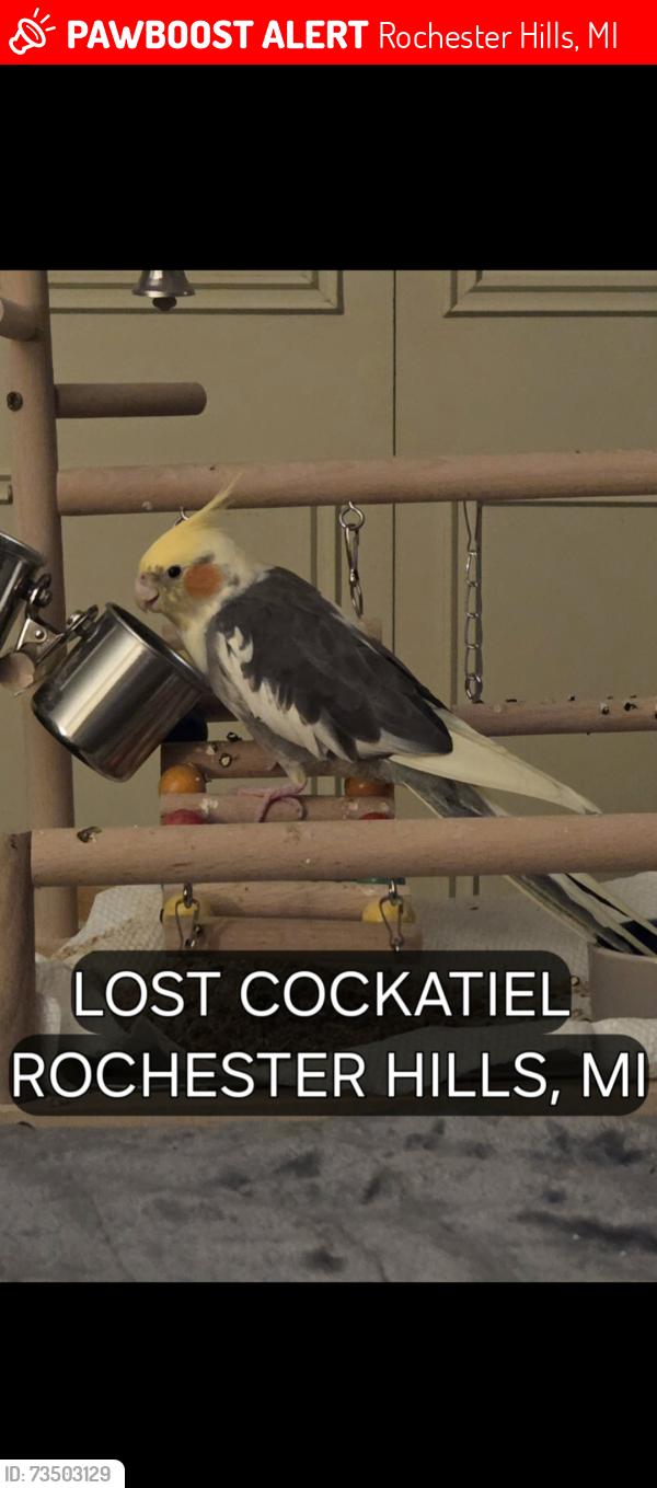 Lost Female Bird last seen Drexelgate between Rochester Road & Livernoise, Rochester Hills, MI 48307
