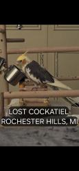 Lost Female Bird last seen Drexelgate between Rochester Road & Livernoise, Rochester Hills, MI 48307