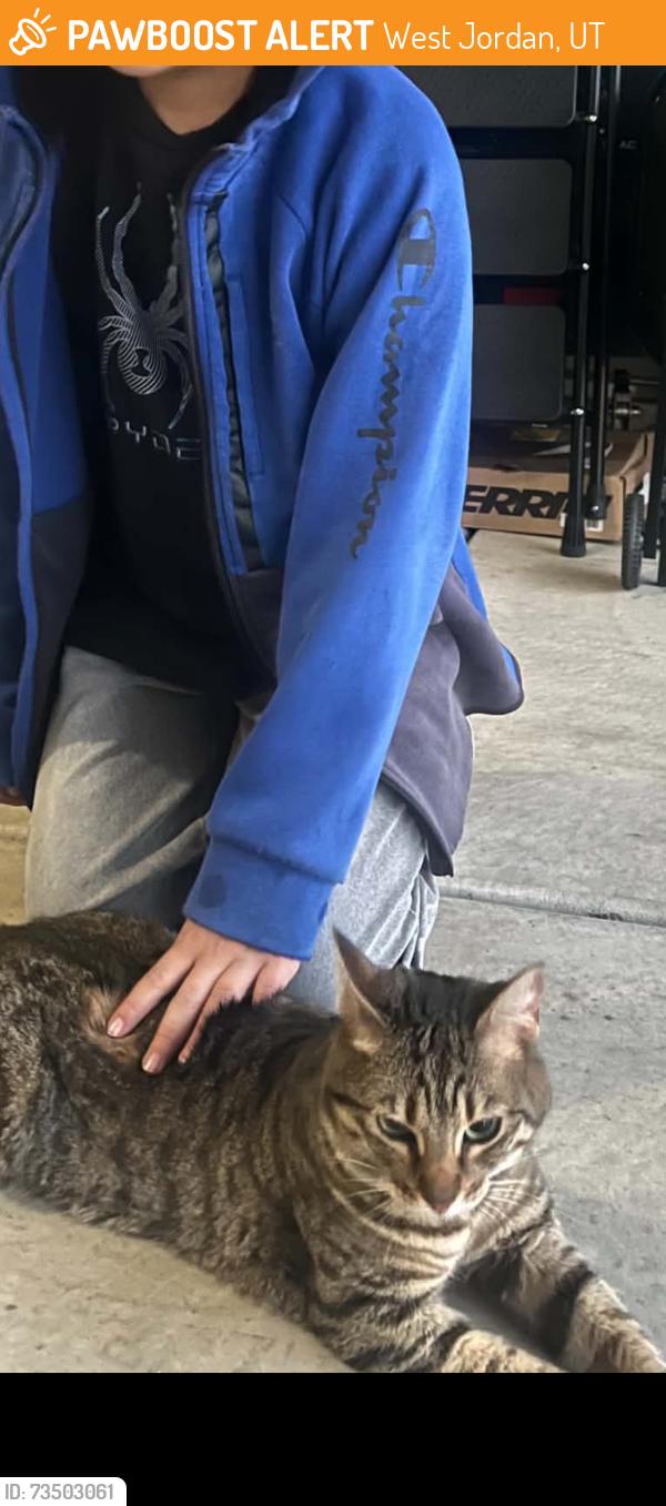 Found/Stray Unknown Cat last seen Near S 4800 w west Jordan, West Jordan, UT 84081