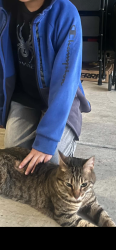 Found/Stray Unknown Cat last seen Near S 4800 w west Jordan, West Jordan, UT 84081