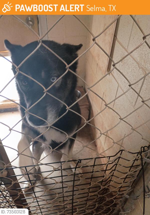 Found/Stray Male Dog last seen Selma animal control, Selma, TX 78154