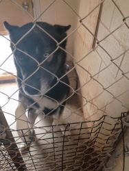 Found/Stray Male Dog last seen Selma animal control, Selma, TX 78154