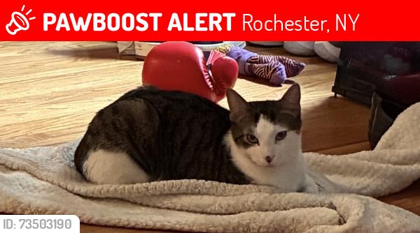 Lost Male Cat last seen Weiland road, Rochester, NY 14626