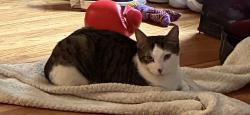 Lost Male Cat last seen Weiland road, Rochester, NY 14626