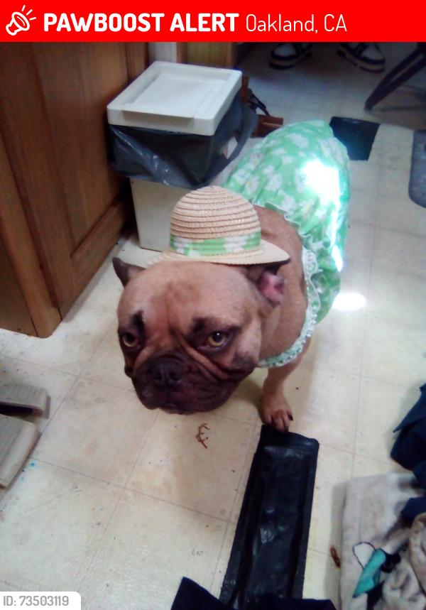 Lost Female Dog last seen Foothill blvd Oakland CA, Oakland, CA 94601