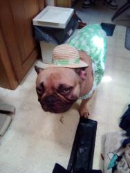 Lost Female Dog last seen Foothill blvd Oakland CA, Oakland, CA 94601