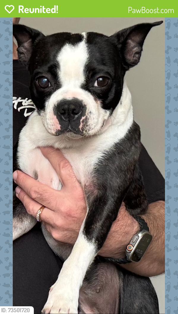 Reunited Female Dog last seen Topaz and Emerald near Russell and Eastern, Paradise, NV 89120