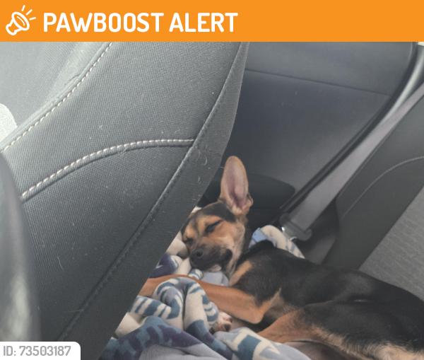 Found/Stray Male Dog last seen Cedar dr and broadway ave apache junction, Apache Junction, AZ 85120