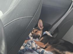 Found/Stray Male Dog last seen Cedar dr and broadway ave apache junction, Apache Junction, AZ 85120