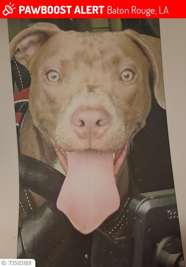 Lost Female Dog last seen Near jasper Av 70810, Baton Rouge, LA 70810