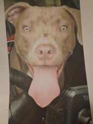 Lost Female Dog last seen Near jasper Av 70810, Baton Rouge, LA 70810