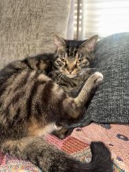 Found/Stray Unknown Cat last seen Liberty parkway Neighborhood, Atlanta, GA 30318