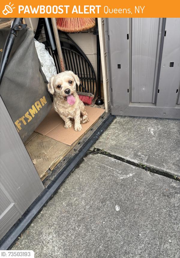 Found/Stray Male Dog last seen Springfield and Jamaica, Queens, NY 11428
