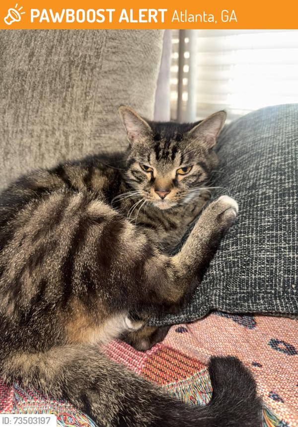 Found/Stray Unknown Cat last seen Liberty parkway Neighborhood, Atlanta, GA 30318