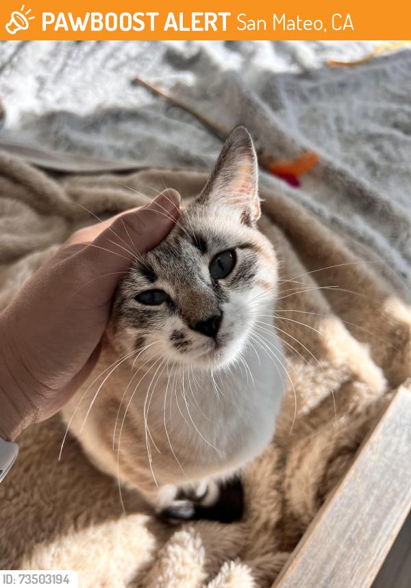 Found/Stray Female Cat last seen Near S El Camino Real, San Mateo, CA 94401, San Mateo, CA 94401