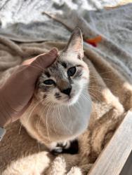 Found/Stray Female Cat last seen Near S El Camino Real, San Mateo, CA 94401, San Mateo, CA 94401