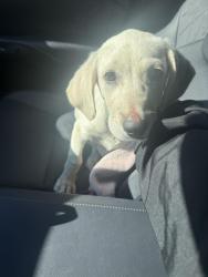 Found/Stray Female Dog last seen Woodyward Road, Clinton, MD 20735
